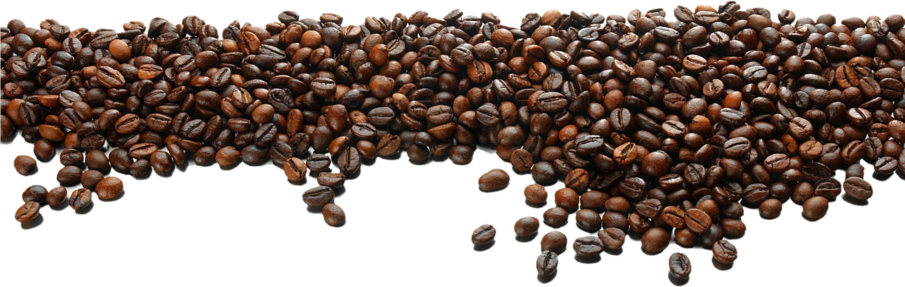 Detail Coffee Seed Png Nomer 28