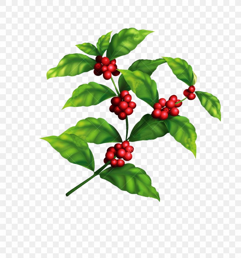 Coffee Tree Png - KibrisPDR