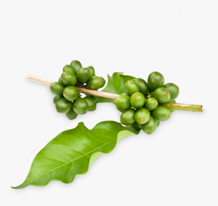 Download Coffee Tree Png Nomer 37