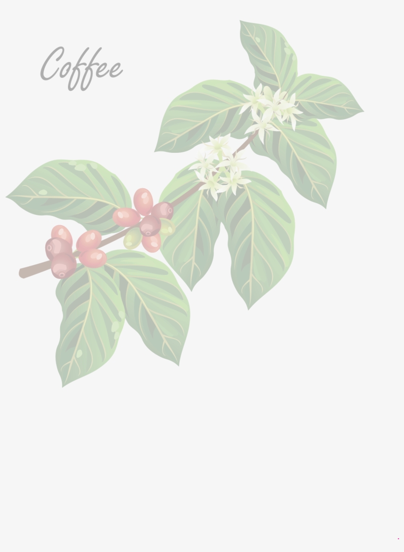 Detail Coffee Tree Png Nomer 50