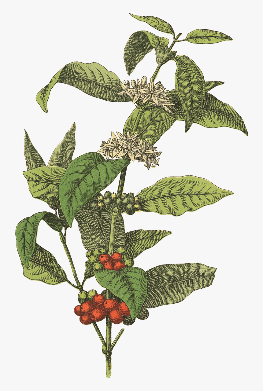 Detail Coffee Tree Png Nomer 7