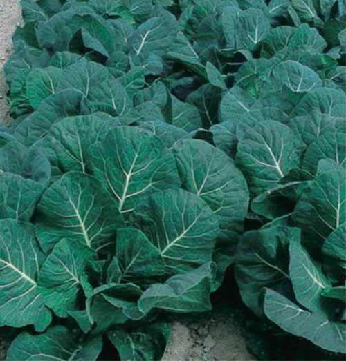 Detail Collard Greens Indonesia Nomer 11