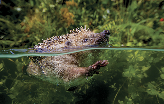 Detail Collective Noun For Hedgehogs Nomer 43