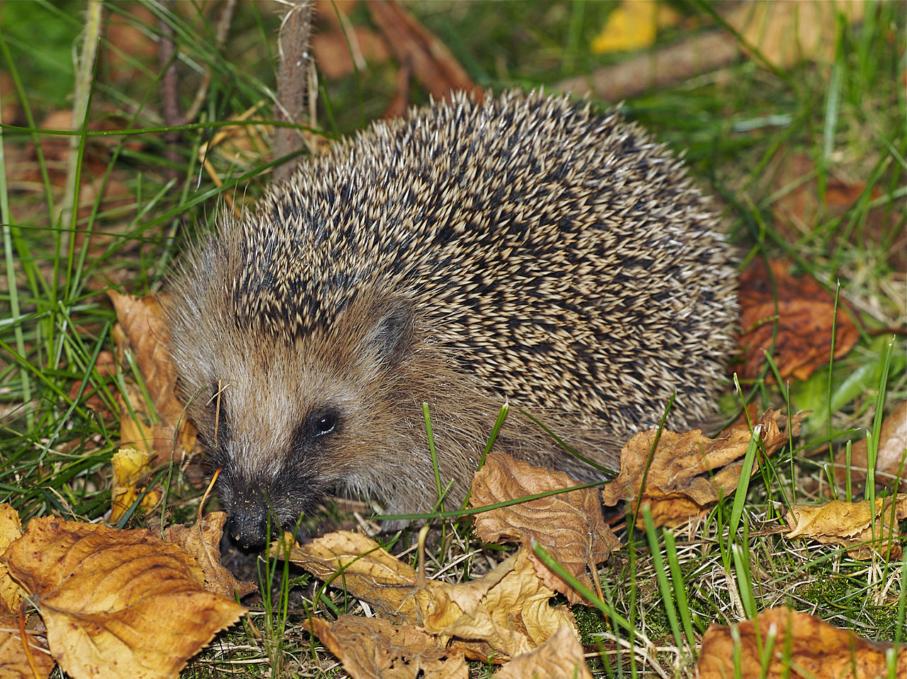 Detail Collective Noun For Hedgehogs Nomer 44