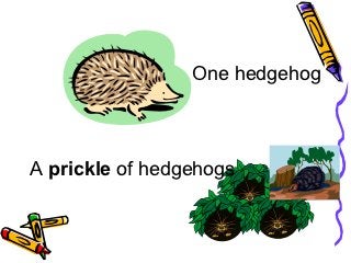 Detail Collective Noun For Hedgehogs Nomer 50