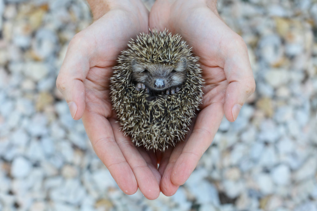 Detail Collective Noun For Hedgehogs Nomer 8