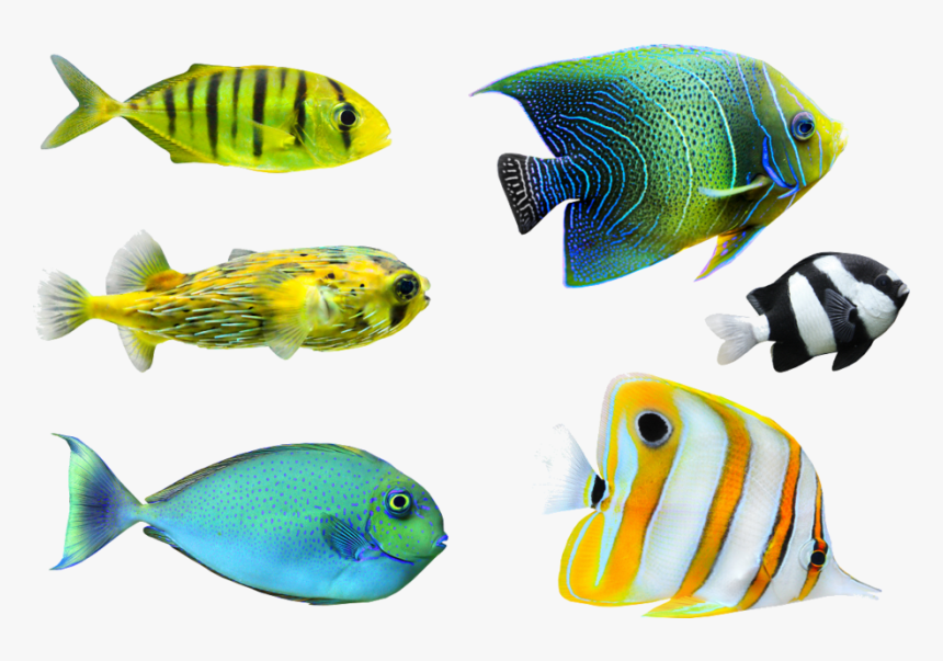 Colorful Fish Png - KibrisPDR