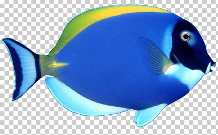 Detail Colorful Fish Png Nomer 17