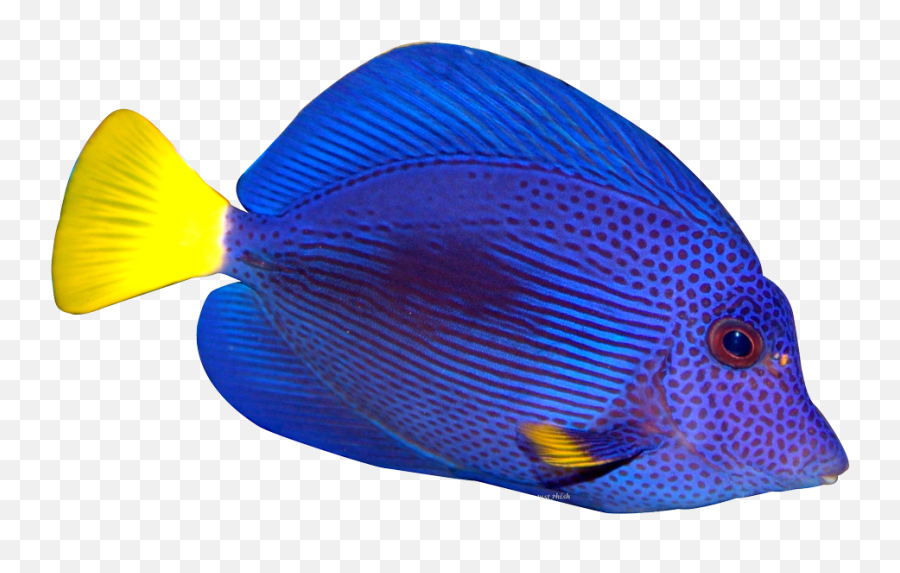 Detail Colorful Fish Png Nomer 30