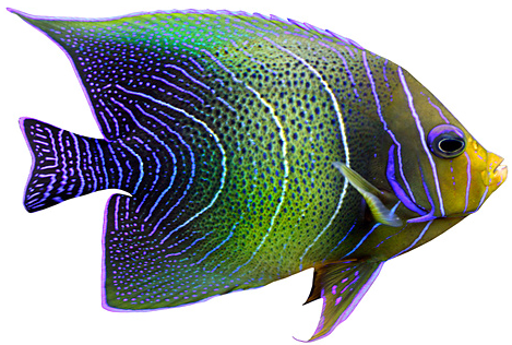 Detail Colorful Fish Png Nomer 33