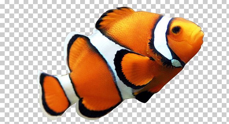 Detail Colorful Fish Png Nomer 6