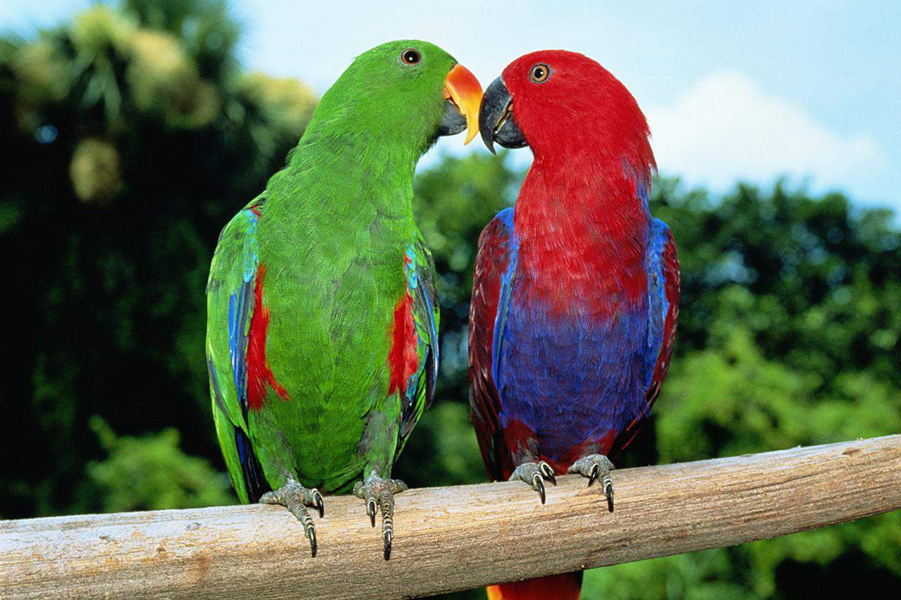 Detail Colorful Parrot Images Nomer 12