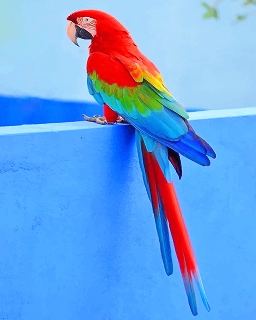 Detail Colorful Parrot Images Nomer 21