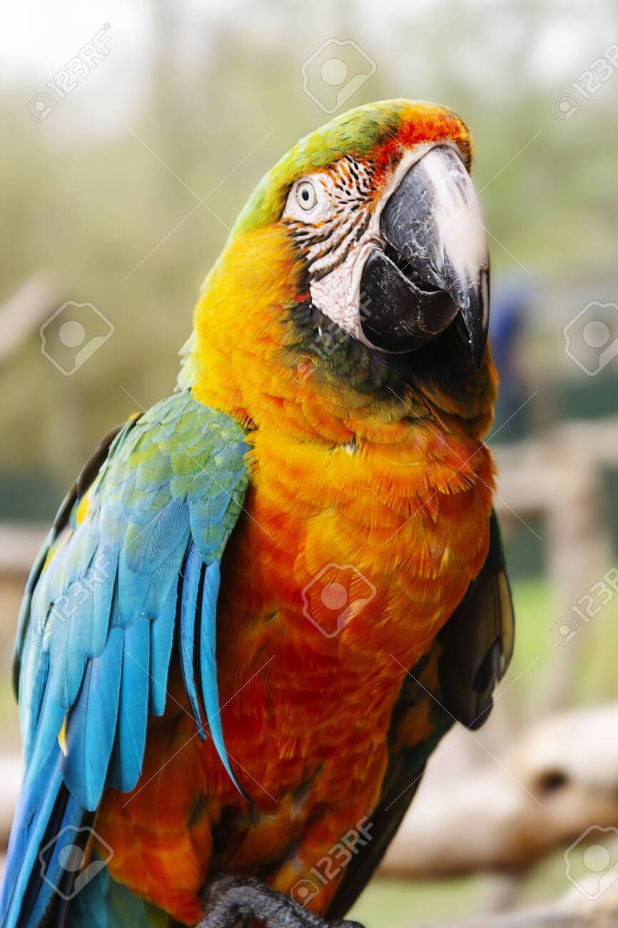 Detail Colorful Parrot Images Nomer 22