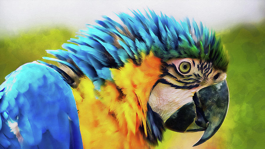 Detail Colorful Parrot Images Nomer 28