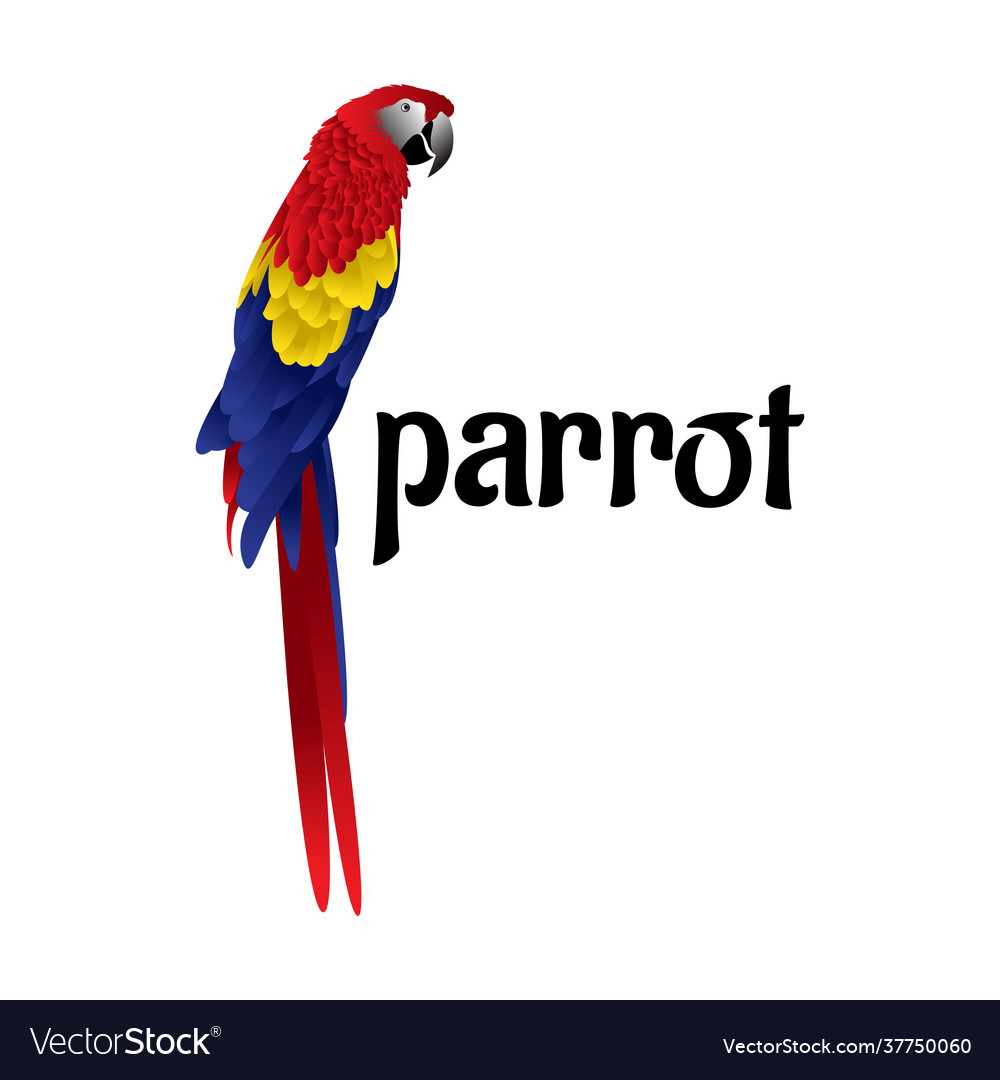 Detail Colorful Parrot Images Nomer 33