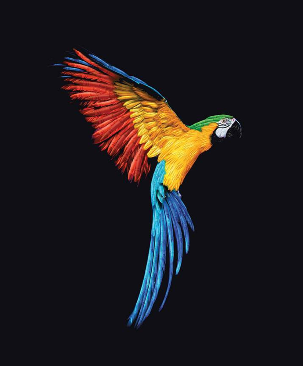 Detail Colorful Parrot Images Nomer 35