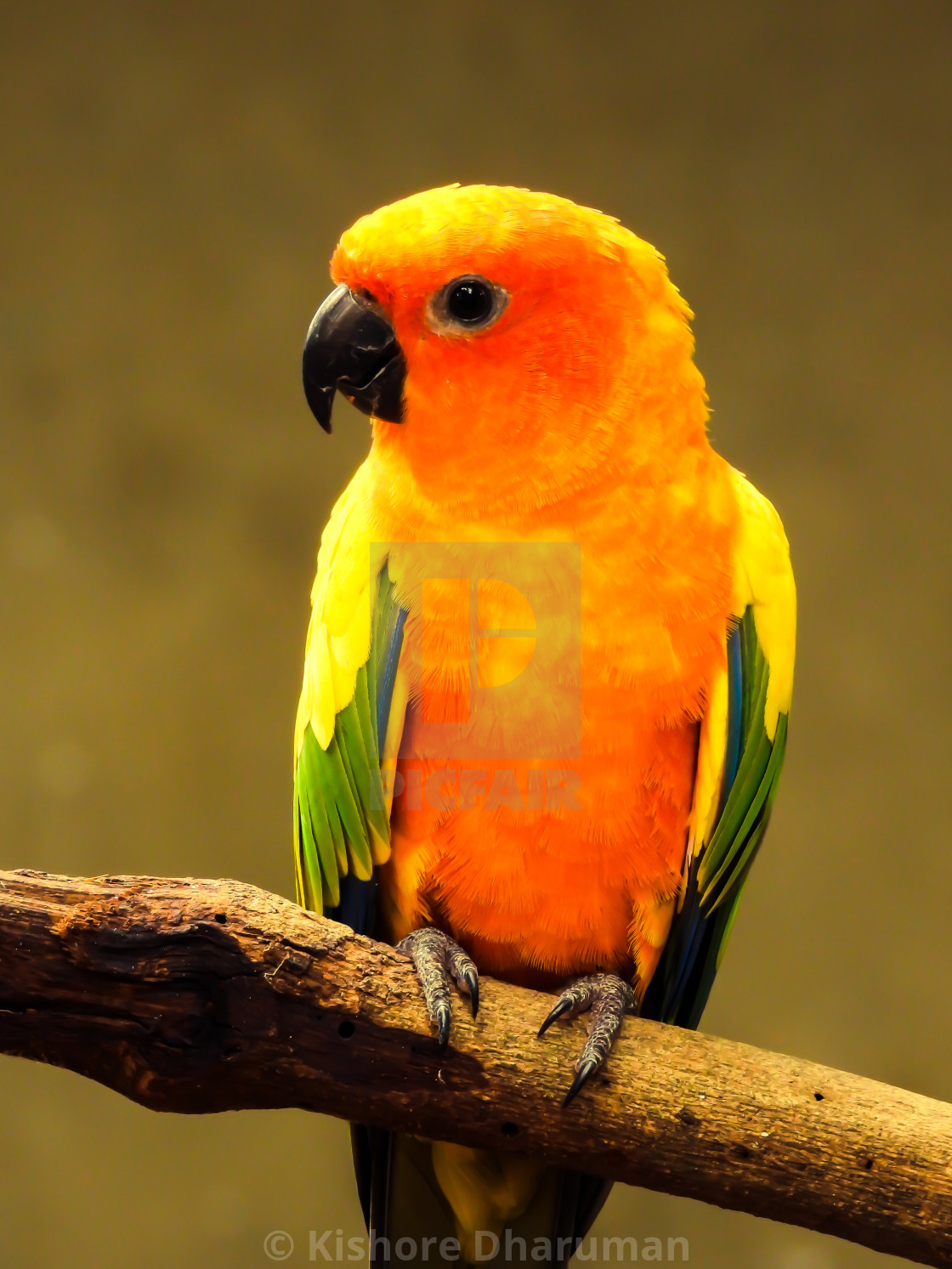 Detail Colorful Parrot Images Nomer 37