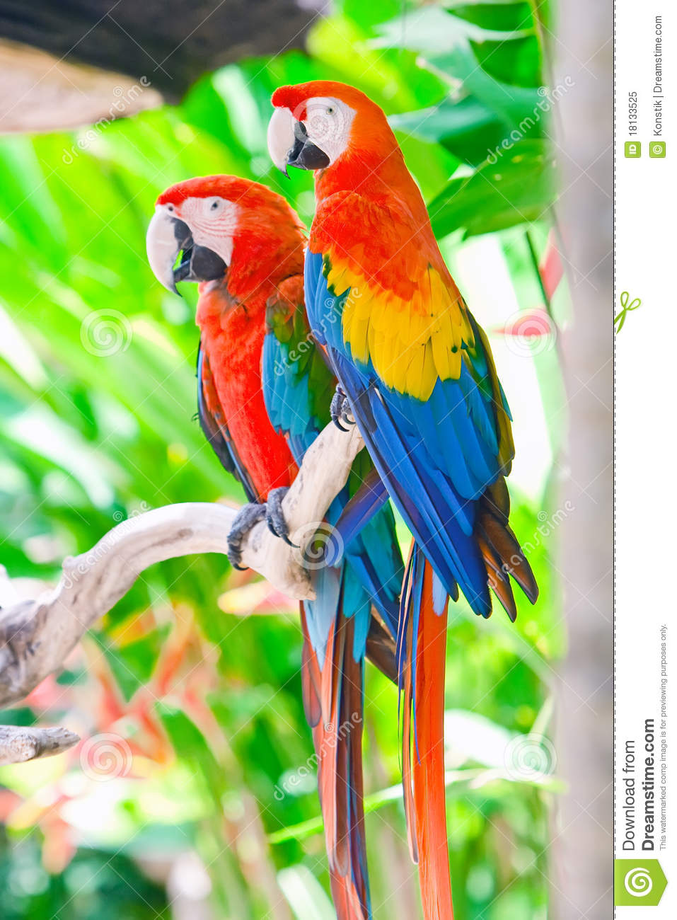 Detail Colorful Parrot Images Nomer 40