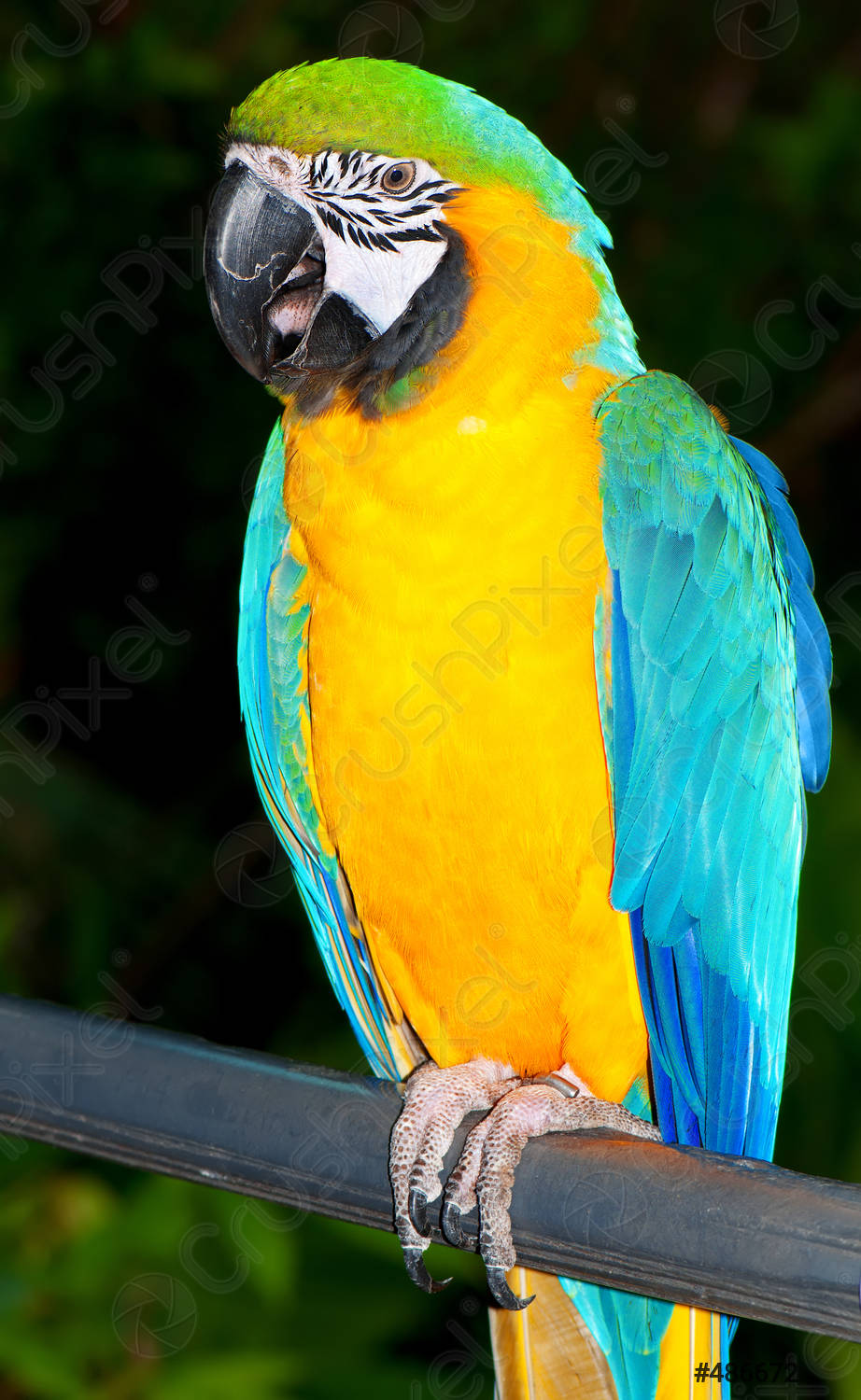 Detail Colorful Parrot Images Nomer 47