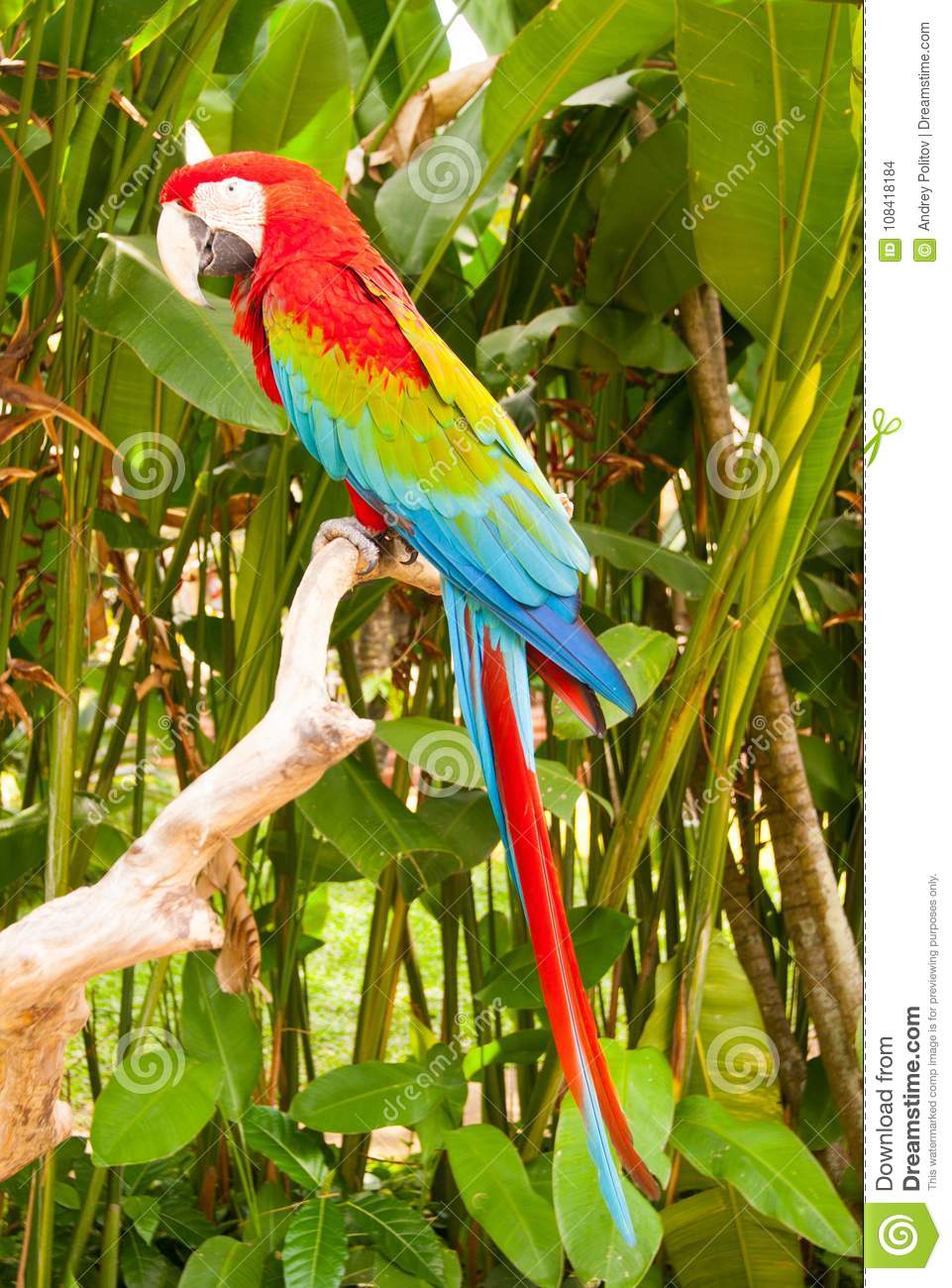 Detail Colorful Parrot Images Nomer 48