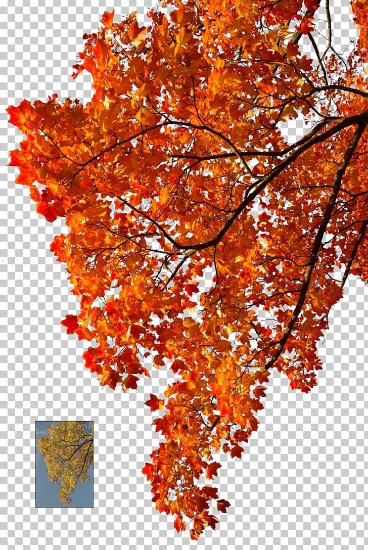 Detail Colorful Tree Png Nomer 33