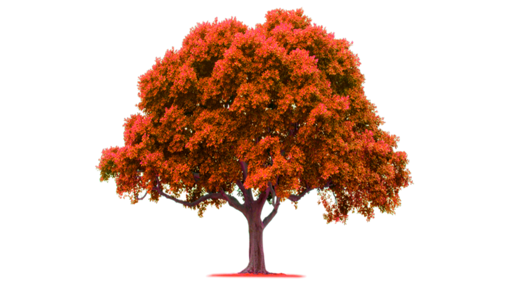 Detail Colorful Tree Png Nomer 35