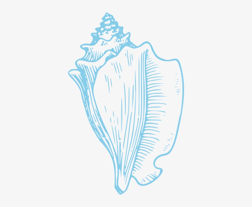 Detail Conch Clipart Nomer 12