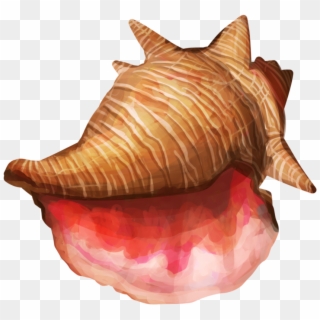 Detail Conch Clipart Nomer 19