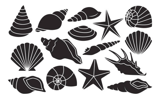 Detail Conch Clipart Nomer 38