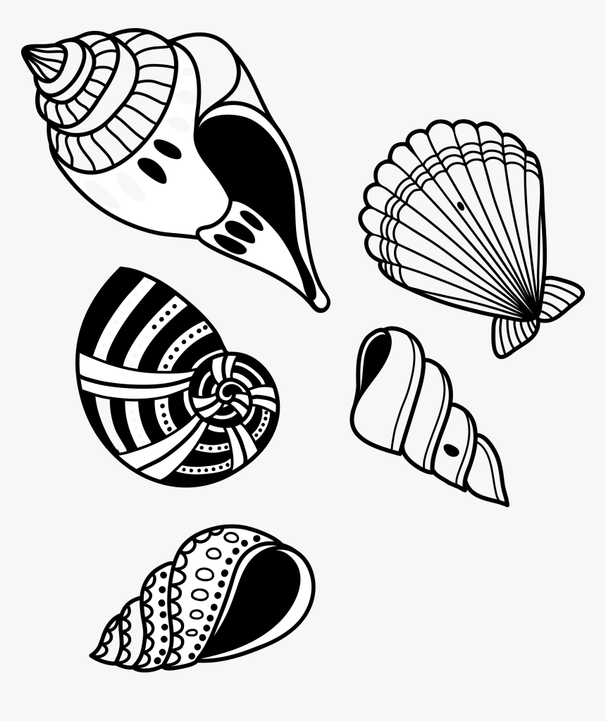 Detail Conch Clipart Nomer 47