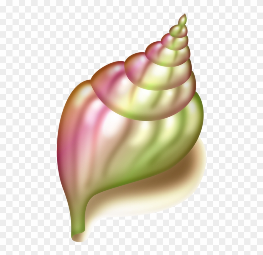 Detail Conch Clipart Nomer 50