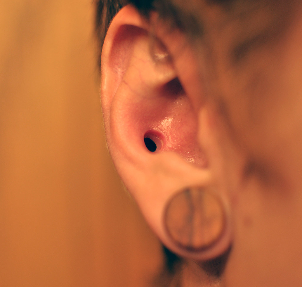 Detail Conch Gauges Nomer 12