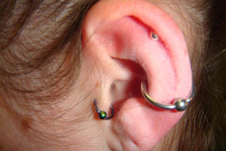 Detail Conch Gauges Nomer 48