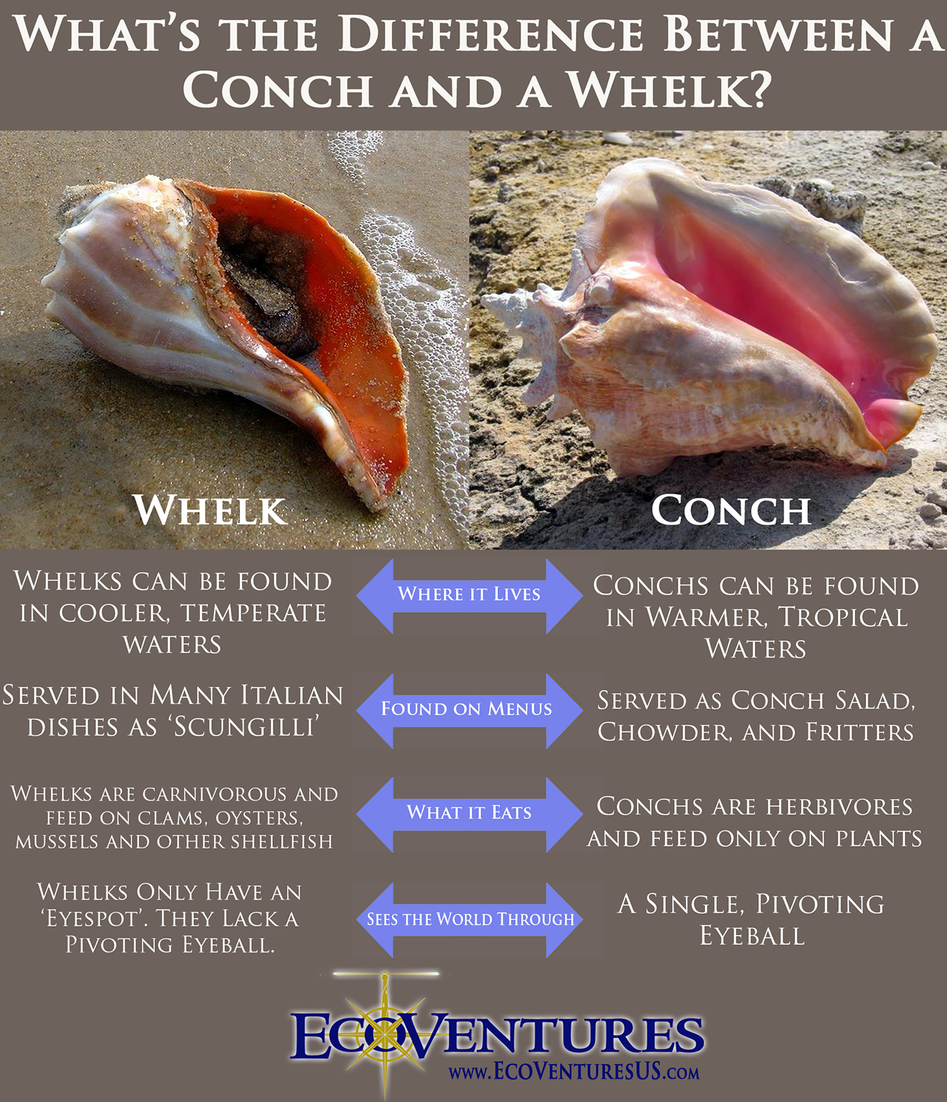 Detail Conch Pics Nomer 32