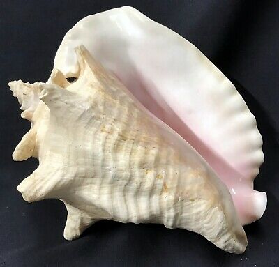 Detail Conch Pictures Nomer 35