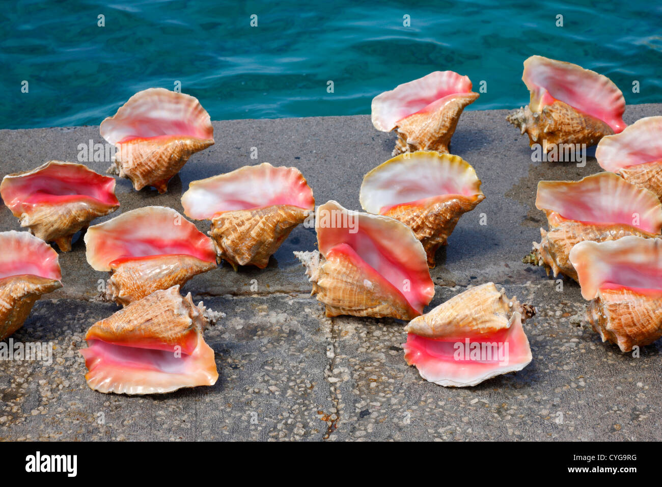 Detail Conch Pictures Nomer 43