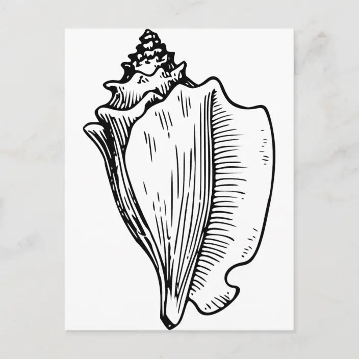 Detail Conch Pictures Nomer 51