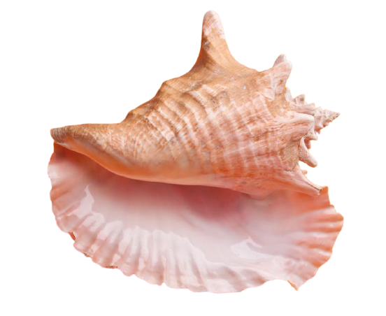 Detail Conch Png Nomer 11