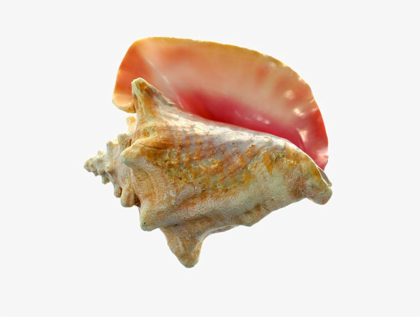 Detail Conch Png Nomer 15