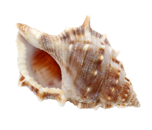 Detail Conch Png Nomer 17