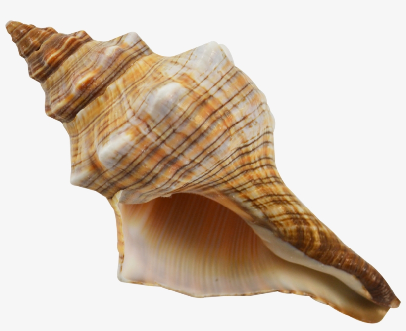 Detail Conch Png Nomer 20