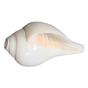 Detail Conch Png Nomer 25