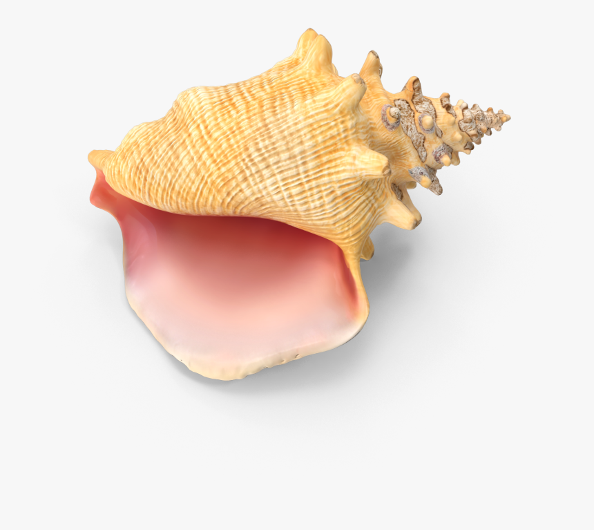 Detail Conch Png Nomer 29