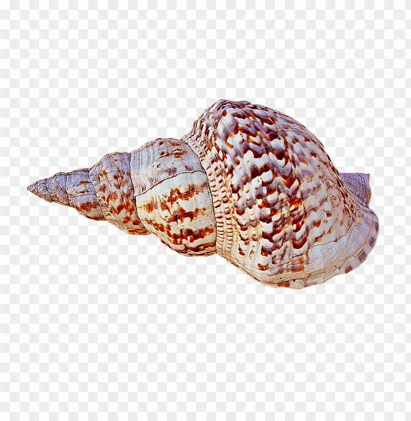 Detail Conch Png Nomer 33