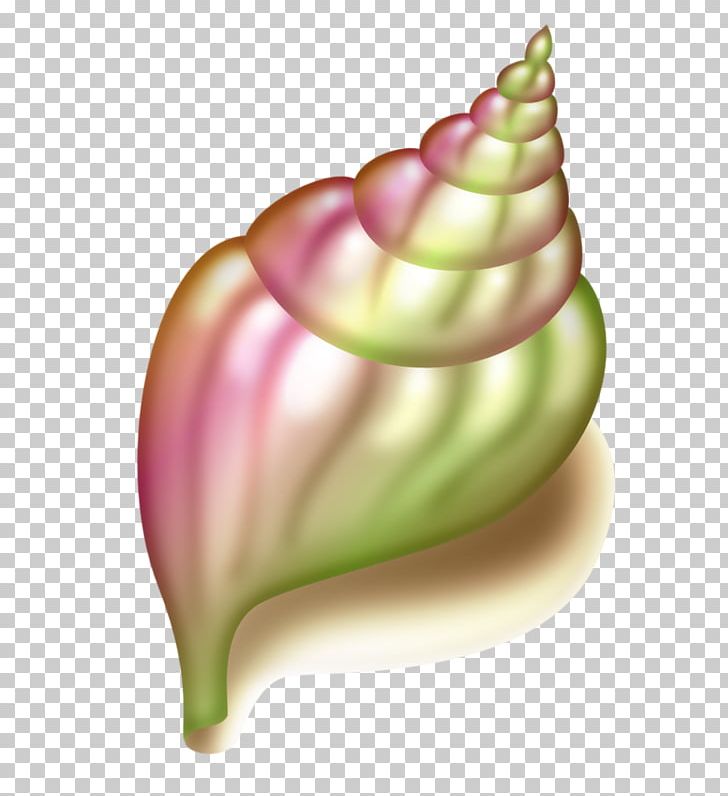 Detail Conch Png Nomer 38