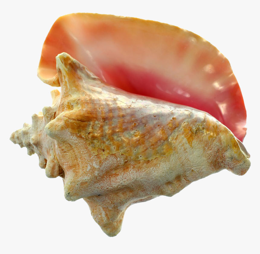 Detail Conch Png Nomer 47