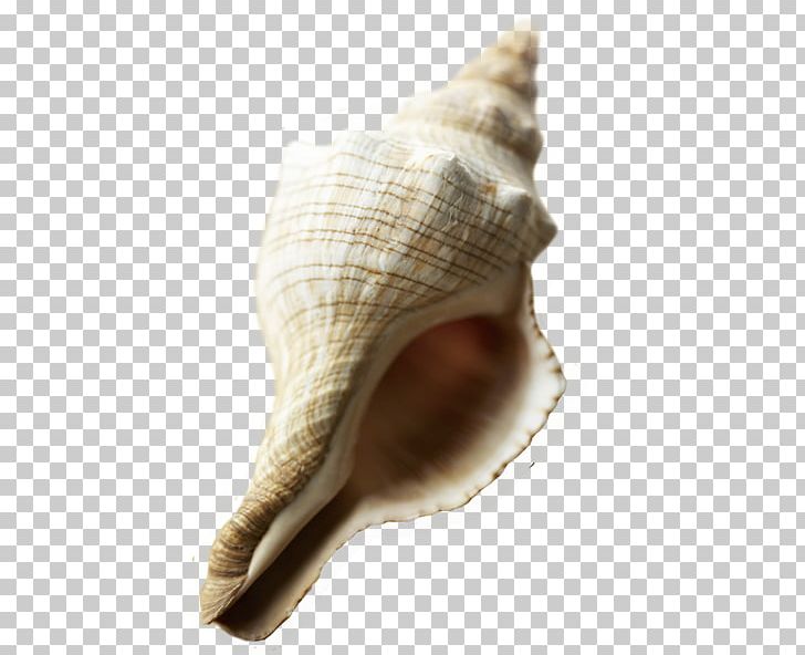 Detail Conch Png Nomer 55