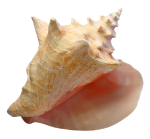 Detail Conch Png Nomer 7