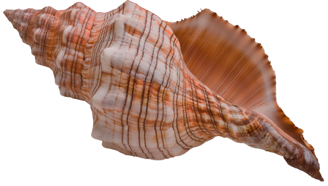 Detail Conch Png Nomer 8